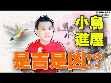 小鳥飛進店裡|【有鳥飛進家裏】有鳥飛進家裡！破解常見迷信，揭開牠飛來的真。